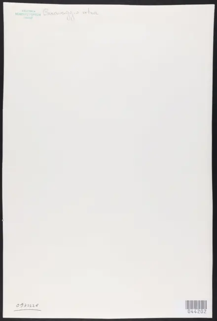 Merisi Michelangelo (Caravaggio) - sec. XVII - Adorazione dei pastori