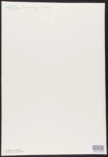 Merisi Michelangelo (Caravaggio) - sec. XVII - Madonna del Rosario