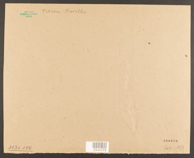 Falcone Aniello - sec. XVII - Battaglia tra cavalieri turchi e cristiani