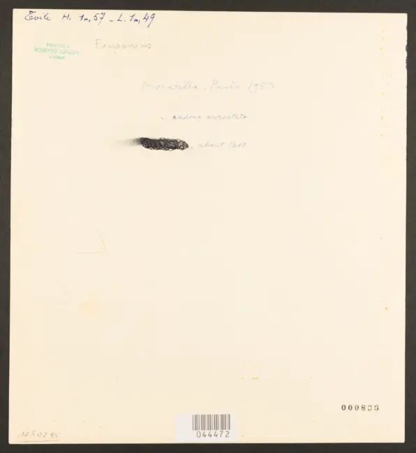 Finson Louis - sec. XVII - Sansone e Dalila