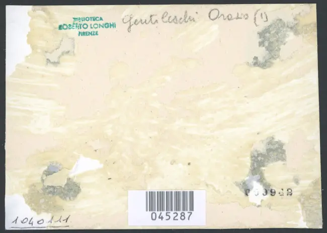 Gentileschi Orazio - sec. XVI/ XVII - Circoncisione di Gesù