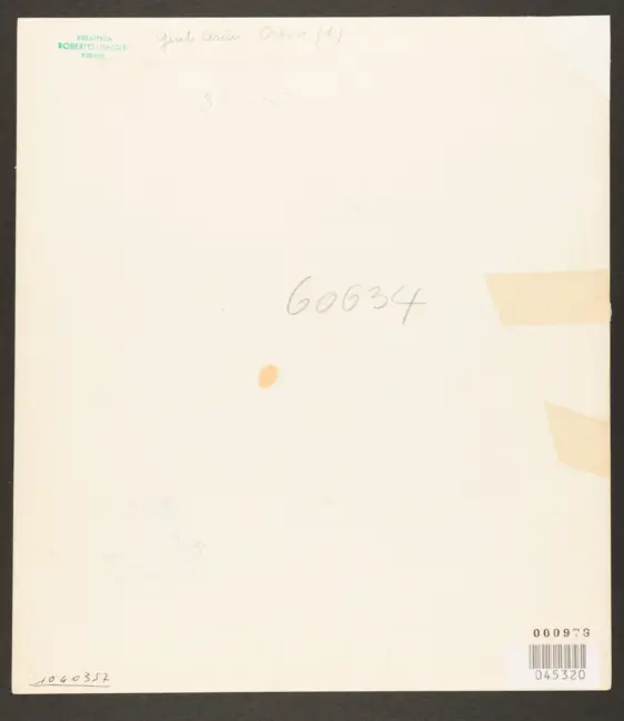 Gentileschi Orazio - sec. XVII - Volto femminile