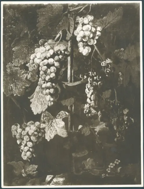 Grappoli d'uva