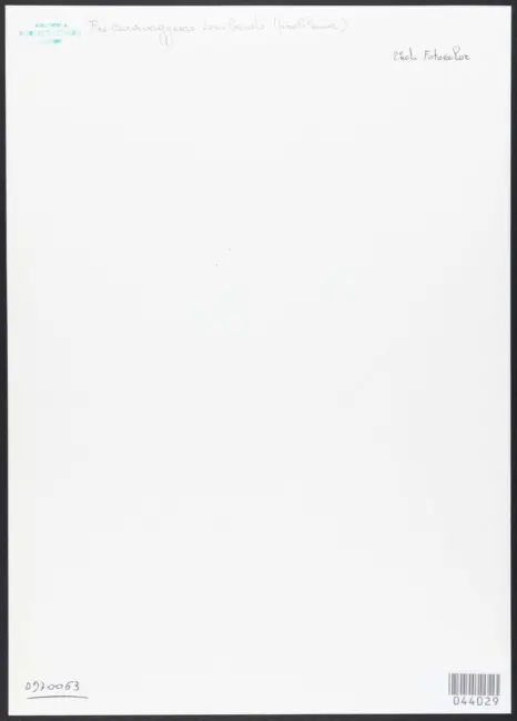 Anonimo caravaggesco lombardo - sec. XVI/ XVII - Ritratto femminile con vaso di fiori