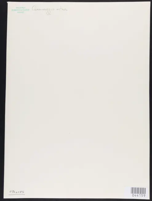 Merisi Michelangelo (Caravaggio) - sec. XVII - Madonna del Rosario