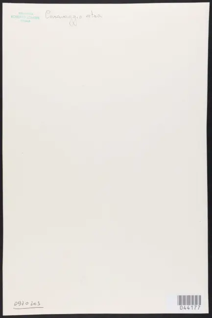 Merisi Michelangelo (Caravaggio) - sec. XVII - Transito della Madonna