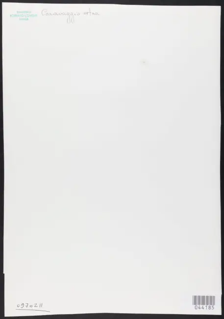 Merisi Michelangelo (Caravaggio) - sec. XVII - Adorazione dei pastori