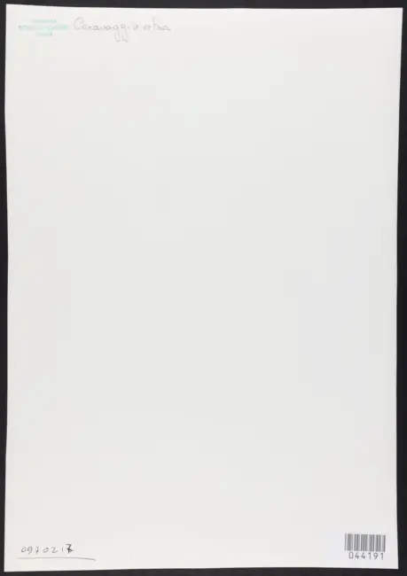 Merisi Michelangelo (Caravaggio) - sec. XVII - Adorazione dei pastori